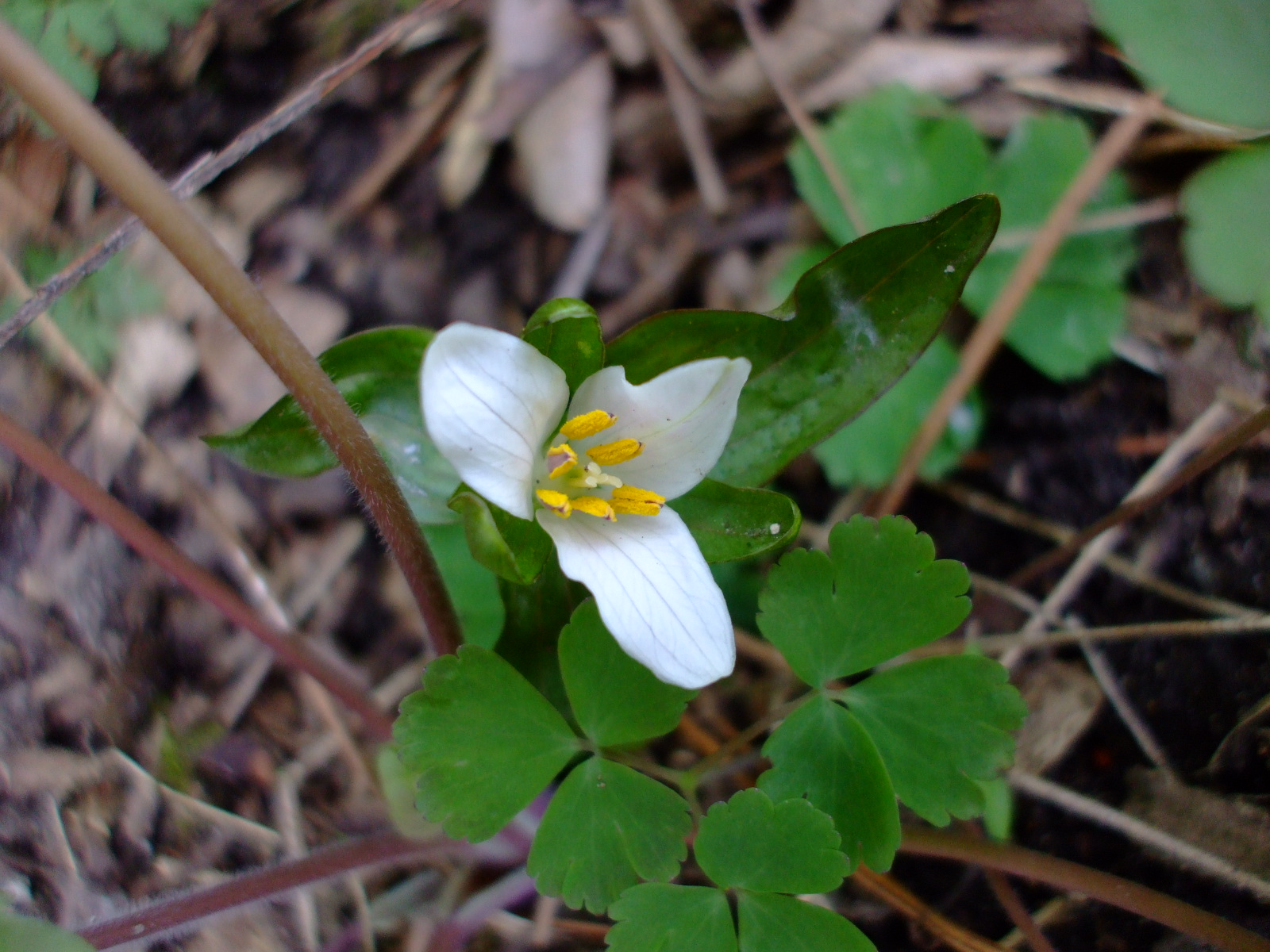 Trillium pusillum